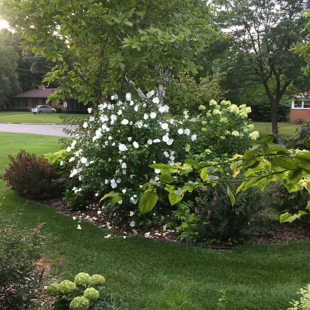 White Chiffon Hibiscus blooming in a landscape bed